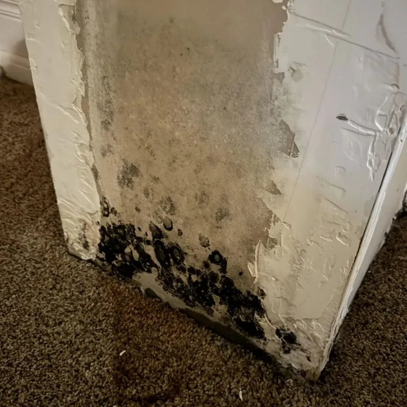 Professional Mold Removal in Wellington, CO